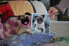 Poppy And Original